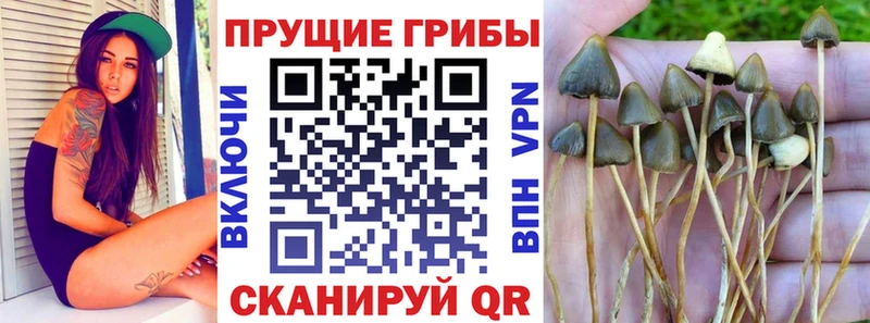 сколько стоит  Апрелевка  Галлюциногенные грибы Psilocybe 